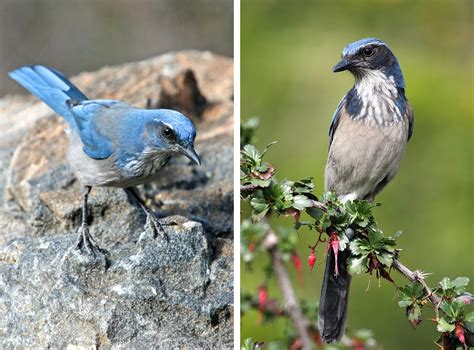 Birds Of America Eastern Bluebird Introduction Birds Of North