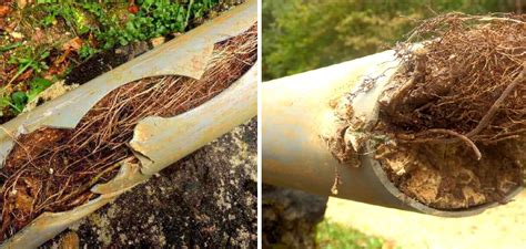 How To Know If Tree Roots In Sewer Lines 9 Easy Steps 2024