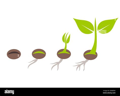 Plant Seed Germination Stages Vector Illustration Stock Vector Image