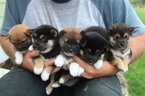 Miwa was born on oct. 3 purebred Shiba Inu Puppies for sale - will be in Seattle ...