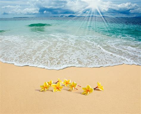 Wallpaper Summer Beach Sea Sand Plumeria Flowers Sunshine Beach My