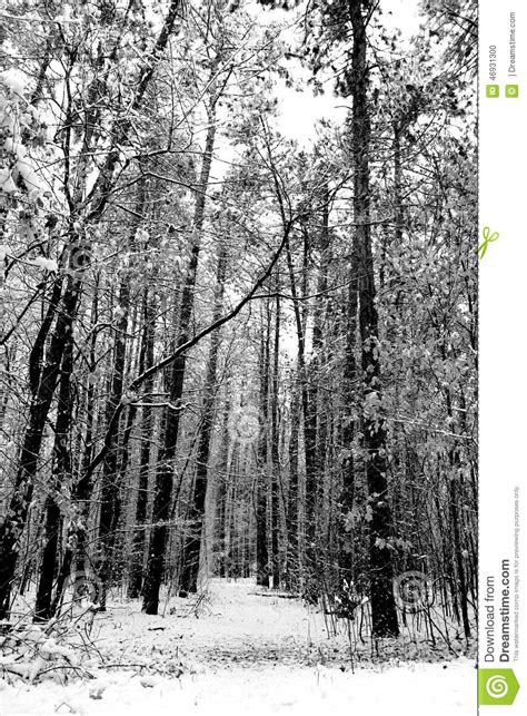 Winter Day In The Woods Stock Photo Image Of Woods Trees 46931300