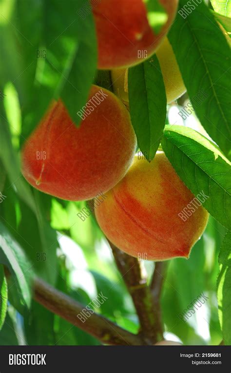 Peaches 1 Image And Photo Free Trial Bigstock