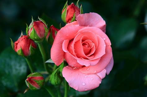 Download Close Up Pink Flower Flower Nature Rose 4k Ultra Hd Wallpaper