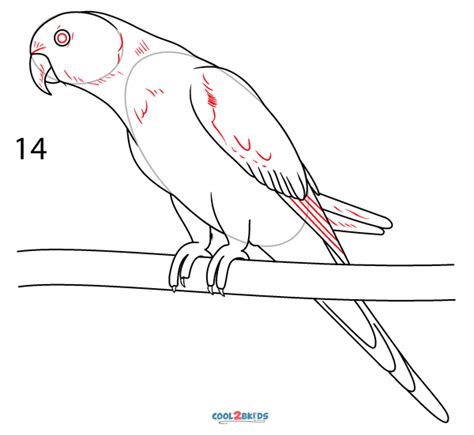 How To Draw A Parrot Step By Step Pictures