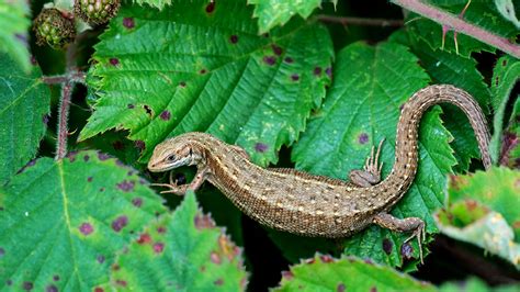 Common Lizard Zootoca Vivipara Woodland Trust