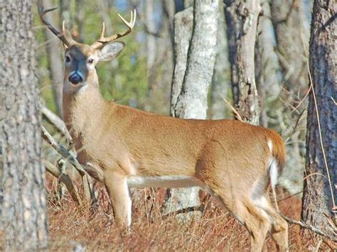 Hunters Who Thought They Killed An 8 Point Buck Got A Big Surprise When