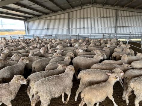 lot 196 355 mixed sex lambs auctionsplus