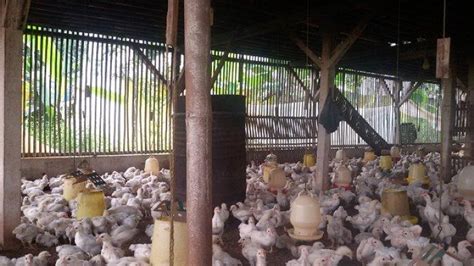 Harga ayam broiler terbaru hari ini (tribunnews.com). Referensi Harga Ayam Broiler Hari Ini - Harga Ayam Broiler ...