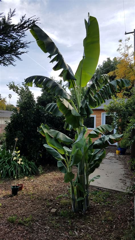 Growing Bananas In Sacramento County Valley Gardens