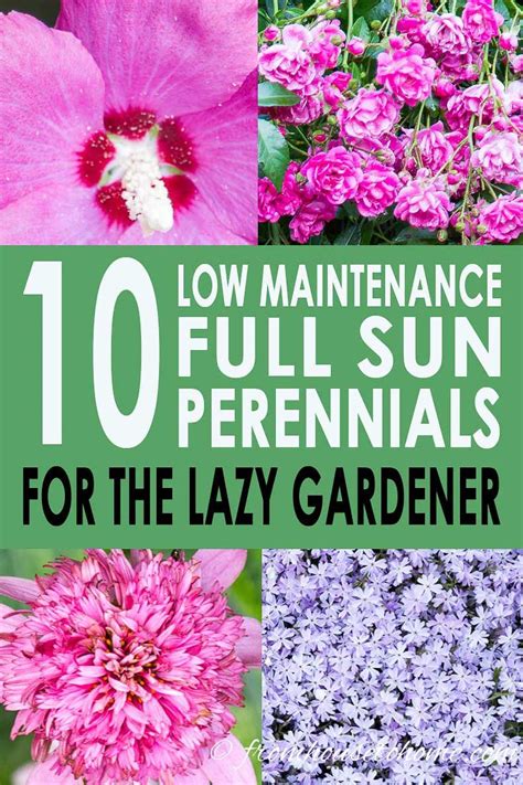 Full Sun Perennials 17 Low Maintenance Plants That Thrive In Sun