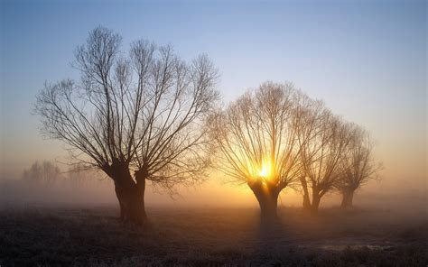 Nature Landscape Trees Mist Winter Morning Sunrise Cold Frost Branch