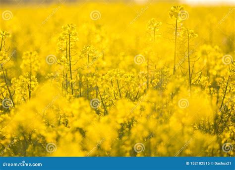 Beautiful Vivid Yellow Rapeseed Flowers In The Field Stock Image