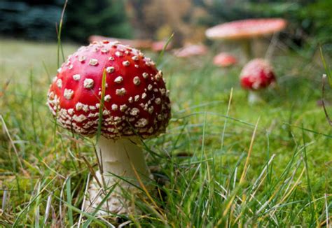 Biological Classification Fungi Examples Tricks Part 3 ~ Neet Exam