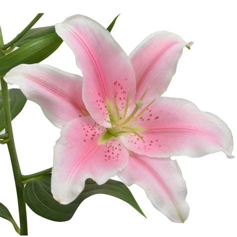 Lily Oriental Pink Pick Up Flower Catalog