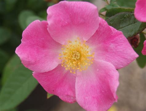 Nearly Wild Rose Is A Shrub Rose Maturing 4x4 Shrub Roses Rose
