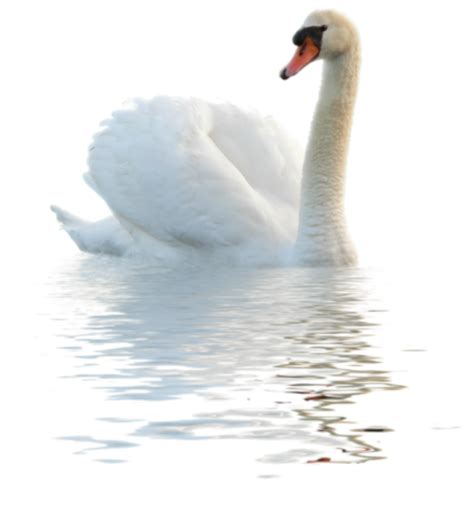 Swan Png Transparent Background Image For Free Download 11 Png