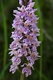 Wild Orchid, Dolomites | Orchids, Wild orchid, Flowers