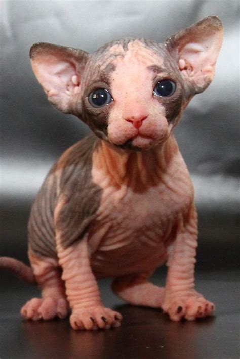 465 Best Images About Sphinx On Pinterest Hairless Cats