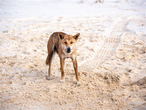 Fascinating Facts About Dingoes On Kgari Queensland