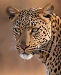 Hembra de leopardo africano. | Animals wild, Wild cats, Big cats