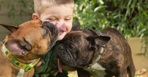 Por Qu Los Perros Te Lamen El Rostro O Los Pies Y Otros