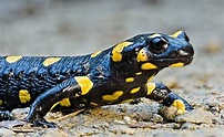Fire Salamander | The Animal Facts | Appearance, Diet, Habitat, Behavior