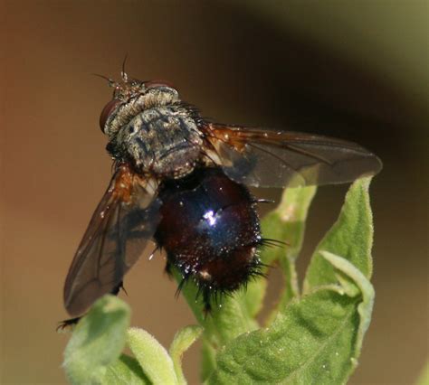 Red Abdomen Of Fly Diptera Flies Tachinidae Tachininae Flickr