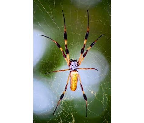 The Ultimate Guide To Banana Spiders Pest Control Gurus