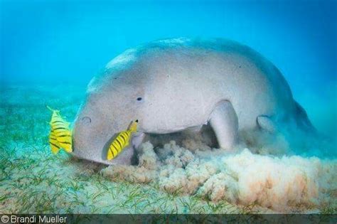 Dugong