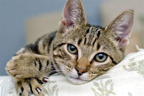 Ask A Vet What Is Lymphoma In Cats Can It Be Treated