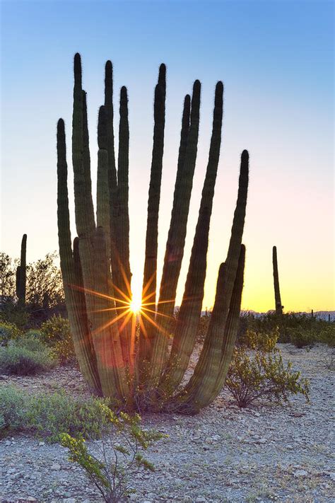 Organ Pipe Cactus National Monument Photograph By Randall Morter Fine