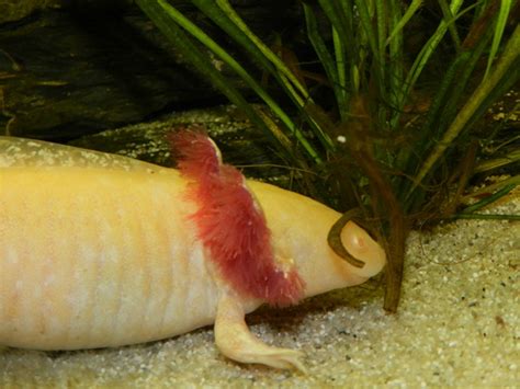 Axolotl Ambystoma Mexicanum Platform Verantwoord Huisdierenbezit