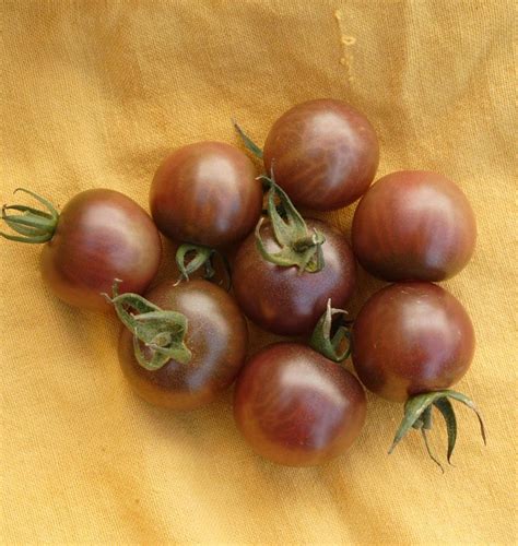 Black Cherry Tomato Seeds West Coast Seeds