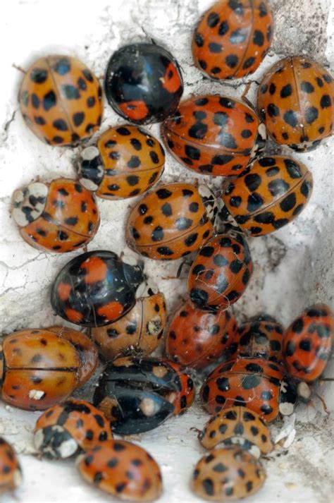 invasion of the black ladybirds hits uk everything you need to know about std carrying