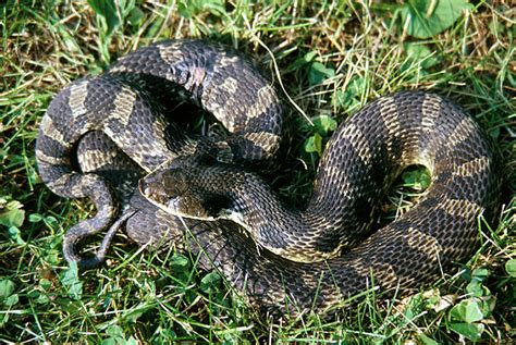 Eastern Hognose Snake Facts Habitat Venom And Pictures