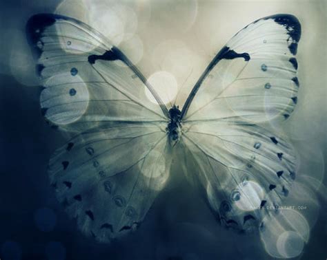 Beautiful Butterflies Butterflies Wallpaper 9481720 Fanpop