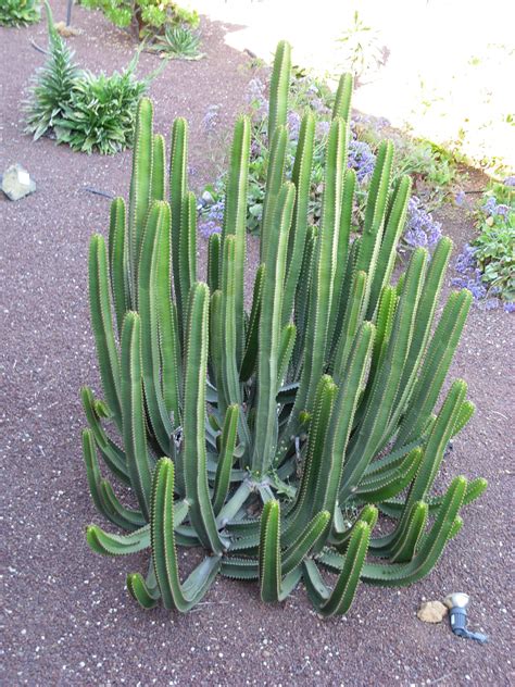 Tall Skinny Succulent Types