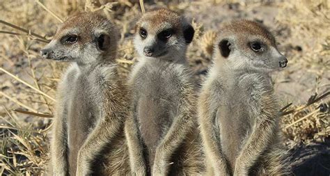 Natural Selection ~ Meerkats In South Africa On Safari Meerkat