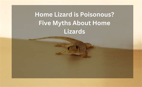 Home Lizard Is Poisonous Five Myths About Home Lizards