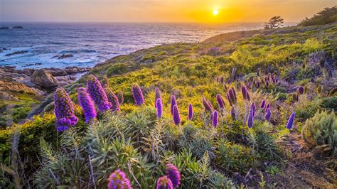 Meadow Purple Flowers Bushes Grass Field Sunset Ocean Waves