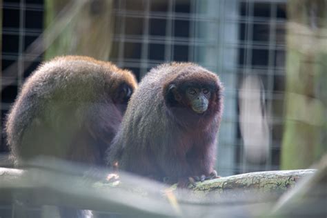 Meet Our Marvellous Monkeys Newquay Zoo