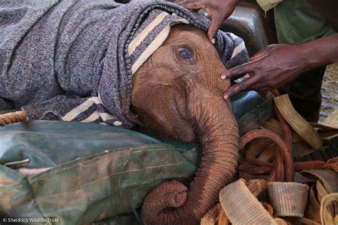 Orphaned Baby Elephants Receive Much Needed Love And Affection From