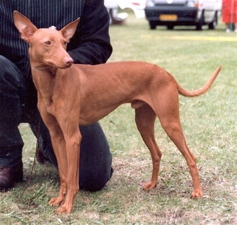 Cirneco dell etna's are agile, swift, and possess the uncanny ability of steathily stalking and catching their prey with absolute silence. 33 Most Popular Large Dog Breeds and How to Care for Them | PetHelpful