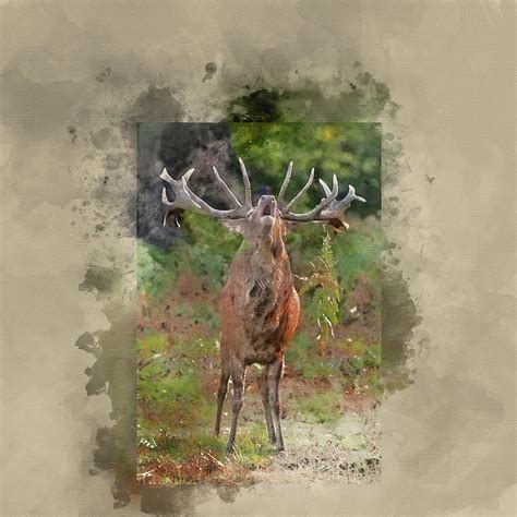 Watercolour Painting Of Majestic Powerful Red Deer Stag Cervus E