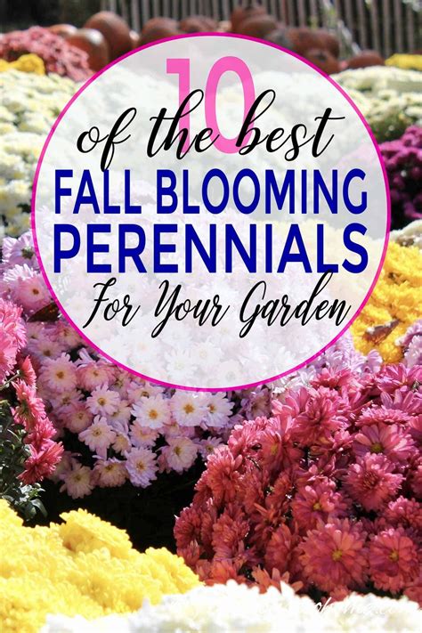 Fall Perennials And Shrubs 15 Of The Best Plants For Fall Flowers