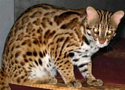 Asian Leopard Cat Ancestor Of The Bengal Cat Asian Leopard Cat