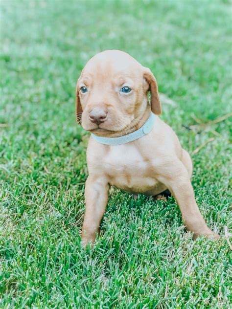 These vizsla puppies located in texas come from different cities, including, san antonio. Vizsla Puppies For Sale | Dallas, GA #299967 | Petzlover