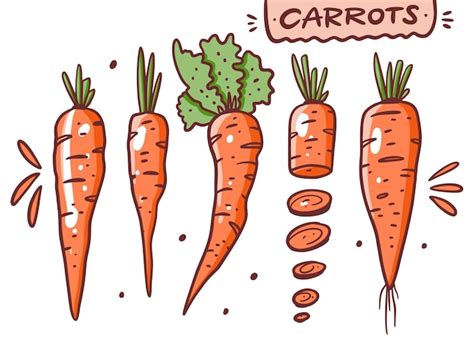 Premium Vector Different Carrots Set Hand Draw Vector Illustration