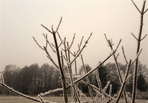 Free Images Tree Nature Grass Branch Snow Cold Winter Fence